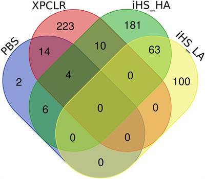 Genomic adaptation of Ethiopian indigenous cattle to high altitude